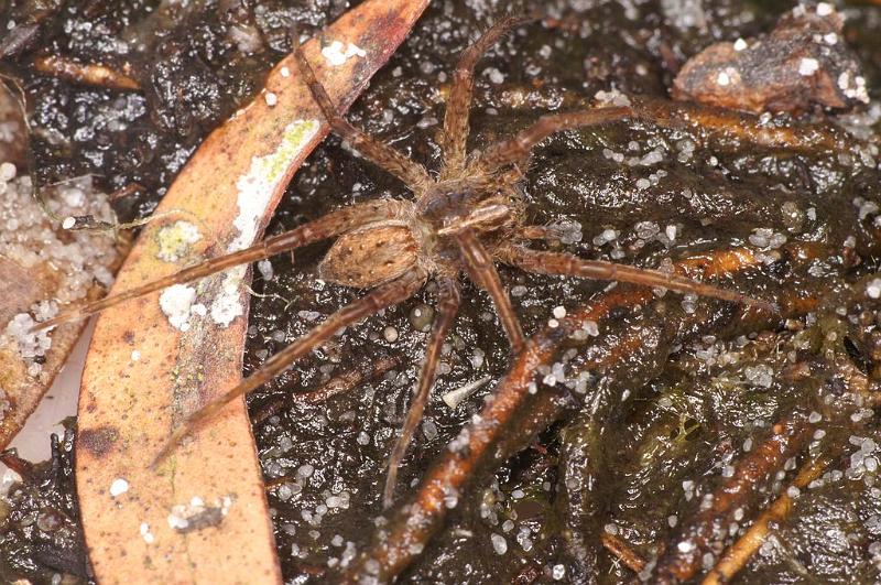 Dolomedes_ZZ624_D7942_Z_89_North Stradbroke island_Australie.jpg